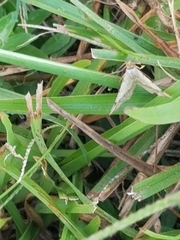 Frederickia s-signata