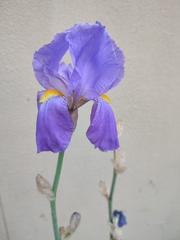 Iris pallida
