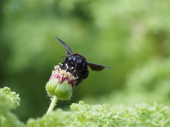 Xylocopa darwini
