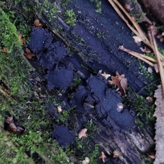 Biscogniauxia repanda