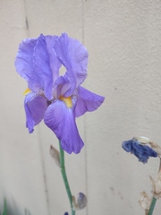 Iris pallida