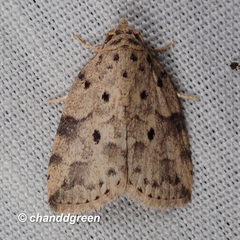 Giaura multipunctata