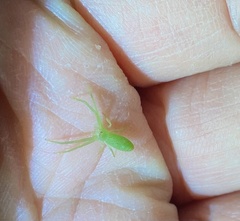 Cetratus rubropunctatus