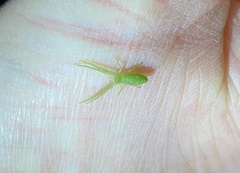 Cetratus rubropunctatus