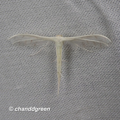 Pterophoridae
