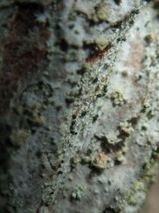 Microcalicium disseminatum