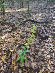 Habenaria floribunda