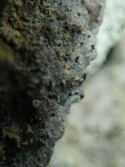 Microcalicium disseminatum