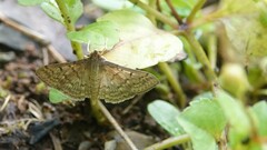 Herpetogramma licarsisalis