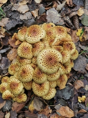 Pholiota squarrosa