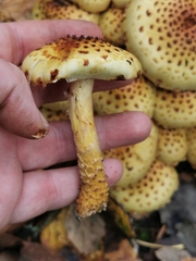 Pholiota squarrosa