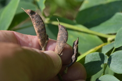 Lathyrus venosus