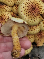 Pholiota squarrosa