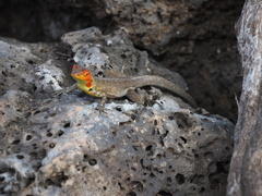 Microlophus indefatigabilis