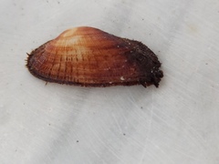 Barbatia barbata
