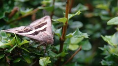 Grammodes geometrica