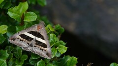 Grammodes geometrica