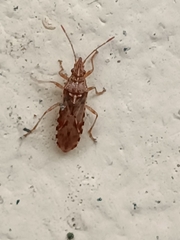 Belonochilus numenius