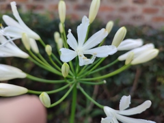 Agapanthus