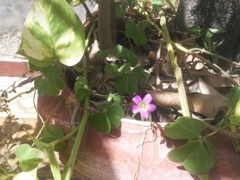 Oxalis articulata