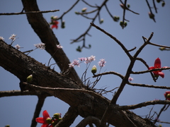 Dendrobium barbatulum