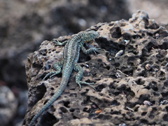 Microlophus indefatigabilis