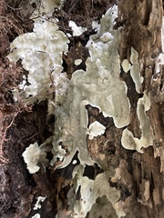 Kretzschmaria deusta