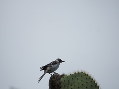 Mimus parvulus