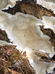 Kretzschmaria deusta