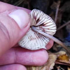 Mycena zephirus