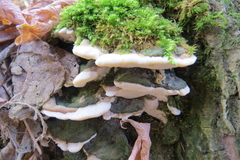 Rigidoporus