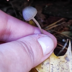 Mycena zephirus