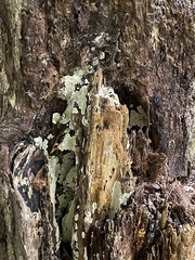 Kretzschmaria deusta