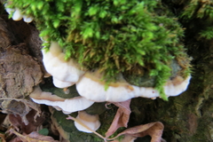 Rigidoporus