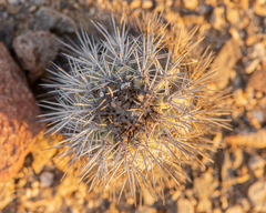 Copiapoa calderana