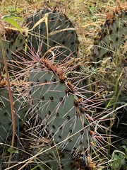 Opuntia macrocentra