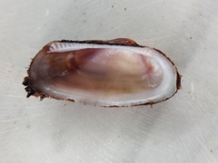 Barbatia barbata