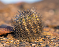 Copiapoa calderana