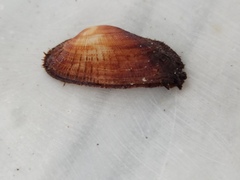 Barbatia barbata