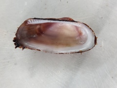 Barbatia barbata