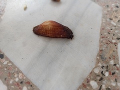 Barbatia barbata