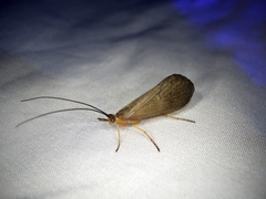 Nothopsyche pallipes