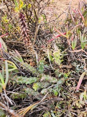 Quaqua mammillaris