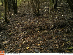 Fringilla coelebs gengleri