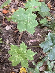 Hydrophyllum canadense