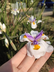 Dietes grandiflora