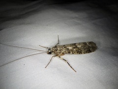 Stenopsyche marmorata