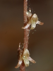Mesadenus lucayanus