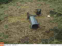 Nestor meridionalis septentrionalis