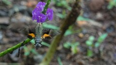Macroglossum corythus
